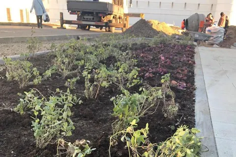 В Ярославской области площадь украсили «свежезамороженными» цветами 