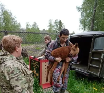 Новорожденных лосят отправили из Ярославля в Костромскую область