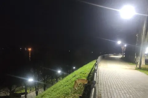В Ярославле по набережной разгуливала лиса