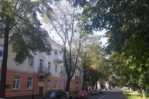 В Ярославле обсудили причины гибели деревьев в городе