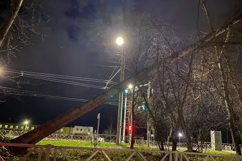 Власти просят ярославцев не оставлять транспорт под деревьями