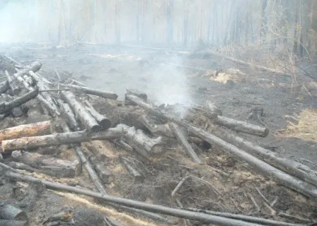 В Угличском районе горит лес