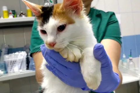От голода едят собственных котят: в Ярославле спасают обитателей котоквартиры