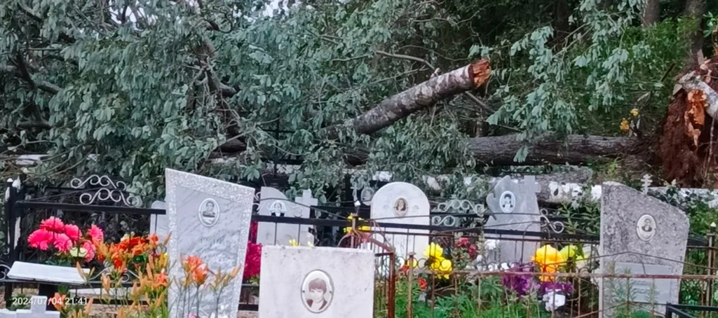 В Угличском районе ветер повалил деревья на могилы