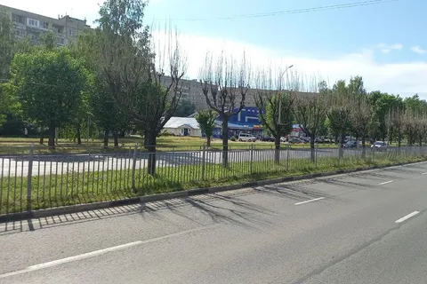 В Ярославле вдоль главного брагинского проспекта появился «ведьмин лес»