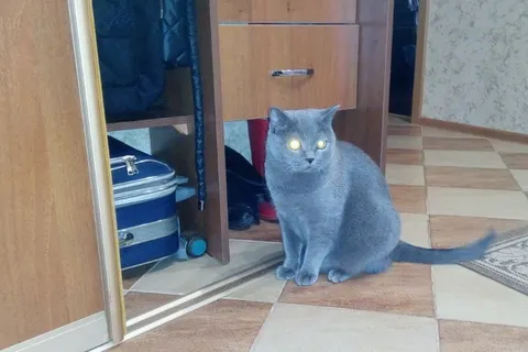 На вакансию кота в Ярославле заявилась овчарка