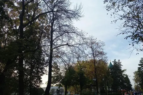 В Ярославле вместо погибших лип сажают клены