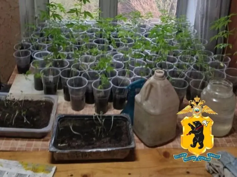 Жительница Ярославской области вырастила на окне 300 кустов конопли