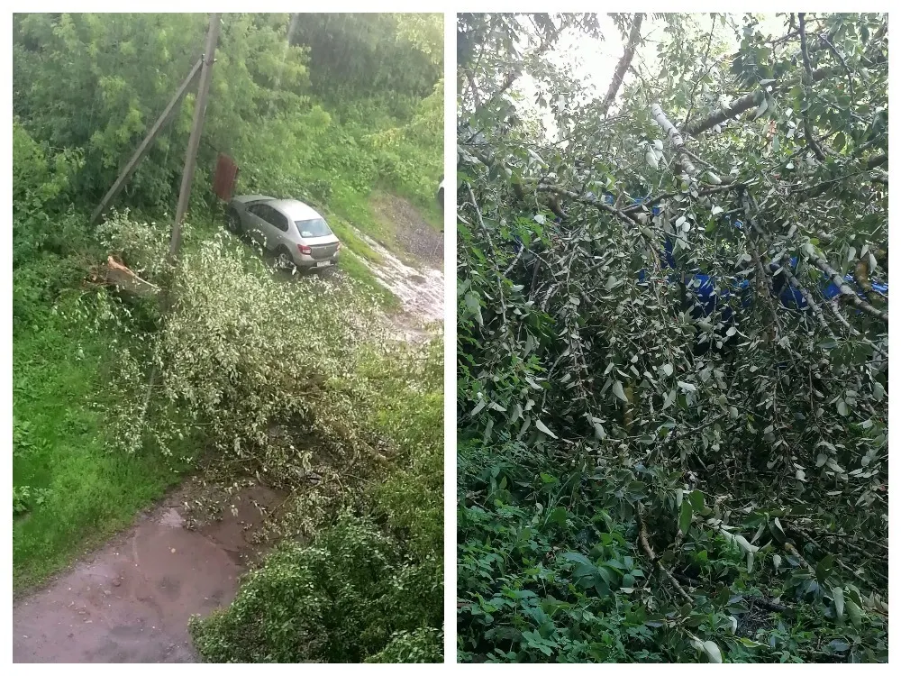 В Рыбинске упавшее дерево заблокировало проезд к дому