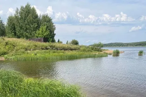 Ярославский следком начал проверку из-за гибели пенсионерки от упавшего дерева