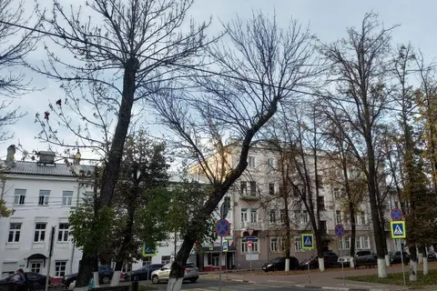 В Ярославле вместо погибших лип сажают клены