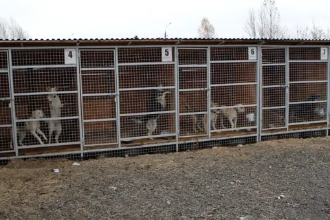 В Ярославле будут раздавать бездомных животных с ветеринарными паспортами