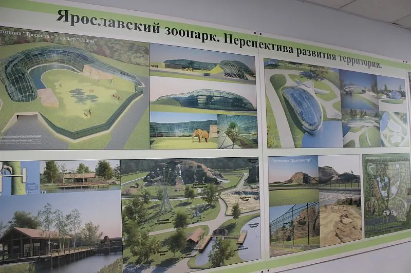 Ярославский зоопарк планирует масштабную реконструкцию