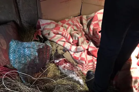 В Ярославле объявлено вознаграждение за информацию об убийцах собаки