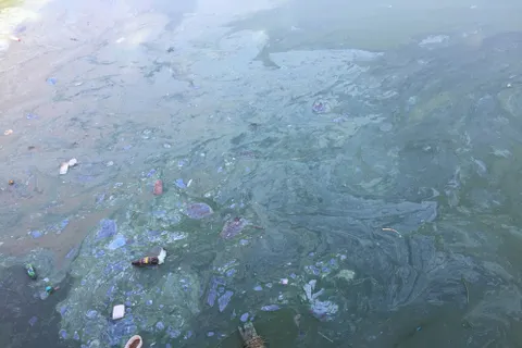 В Ярославле в районе Речного вокзала гибнут утки