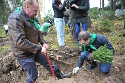 В Ярославском районе высадили три тысячи молодых елей