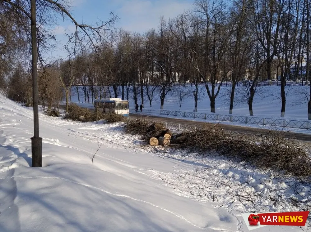 В Ярославле с болезнью деревьев решили бороться кардинально – вырубкой