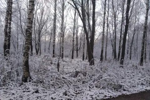 Ярославцы делятся фотографиями первого снега