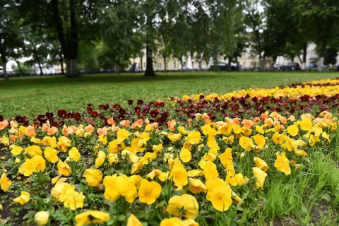 Проспект Ленина в Ярославле украсят двадцать цветочных арок