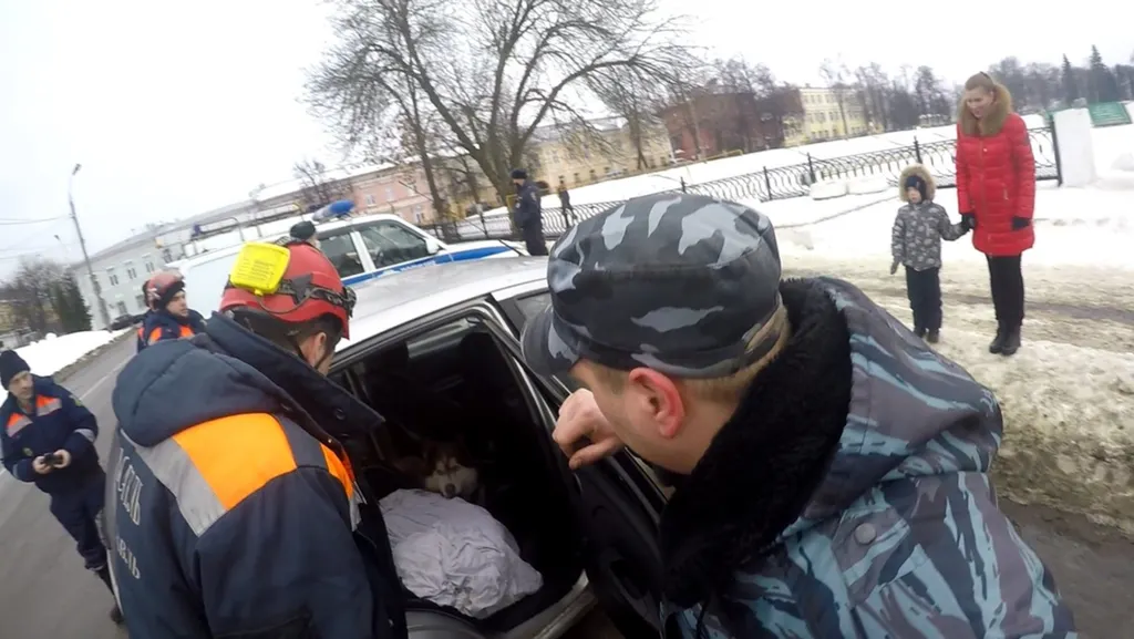 В Ярославле появился пес, берущий в заложники чужие авто