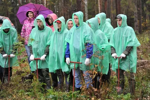 В Ярославском районе высадили три тысячи молодых елей