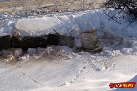 В Ярославле с болезнью деревьев решили бороться кардинально – вырубкой