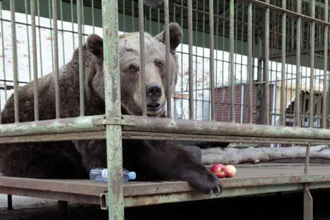В Ярославском музее-заповеднике отпраздновали «День медведя»