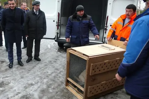 Ярославский зоопарк отправил в Иваново двух белых львят