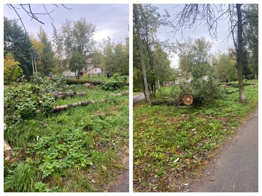 Власти Ярославля сообщили, когда уберут спиленные деревья на Пятерке