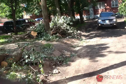 Во дворах Ярославля идет тотальная вырубка деревьев