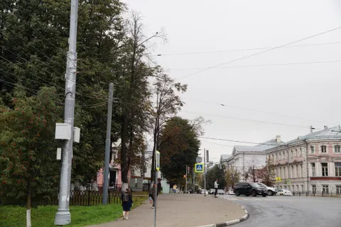 В Ярославле обсудили причины гибели деревьев в городе