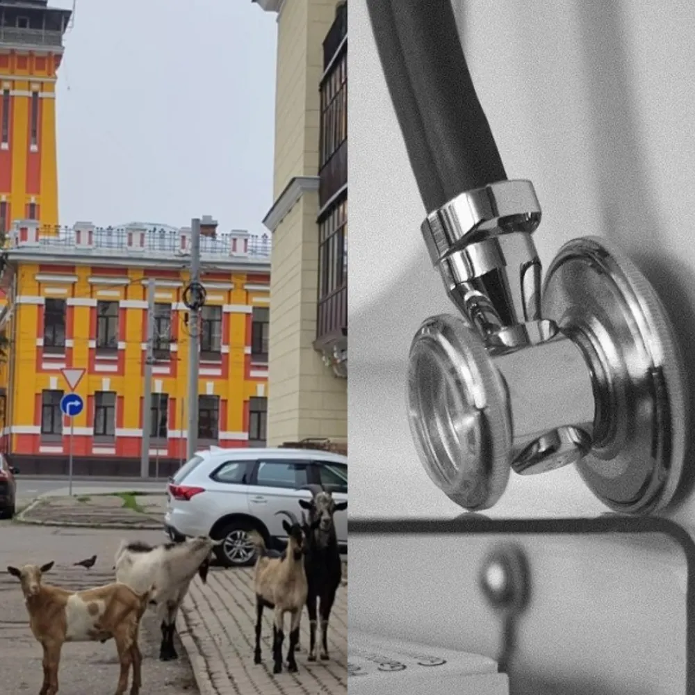 Козлы-бродяги и врачи-варяги: подводим итоги недели в Ярославской области