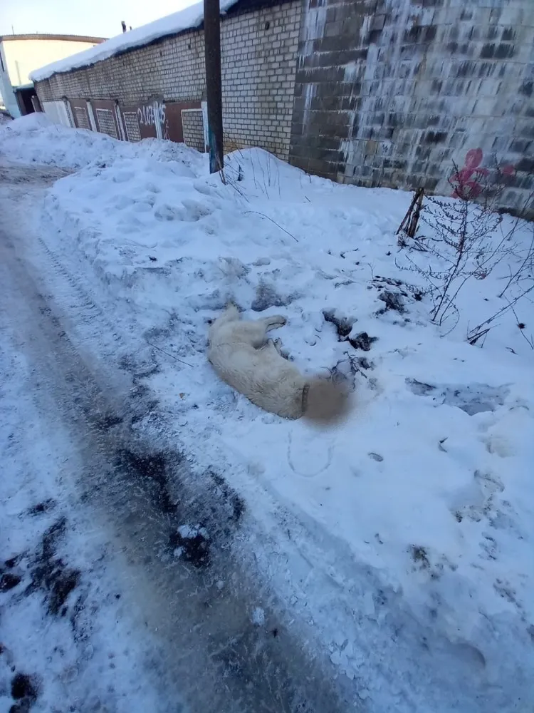 В Переславле начались убийства бездомных собак