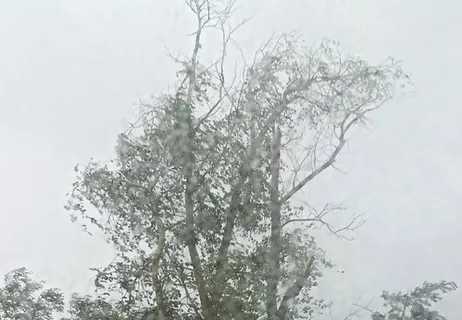 В Ярославле дерево упало на дом