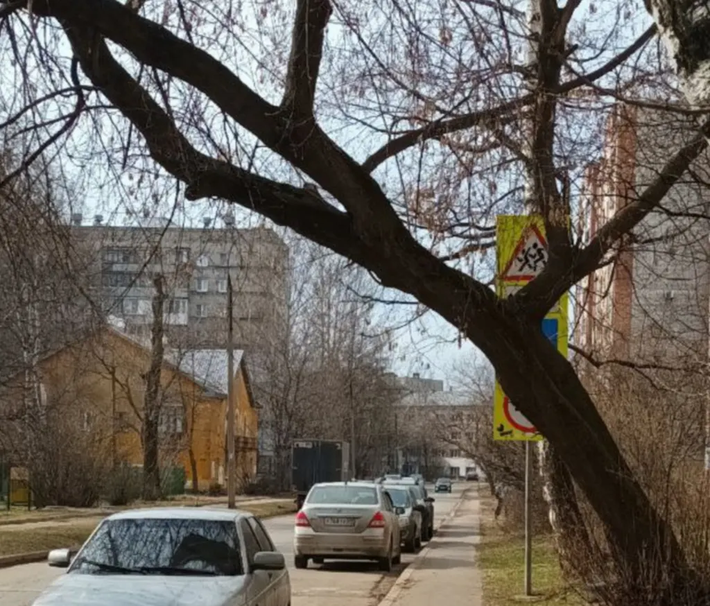 Ярославцы просят спилить угрожающее жизни дерево