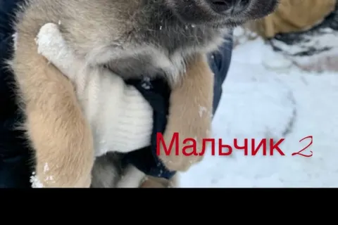 В Ярославле неизвестные отравили щенков
