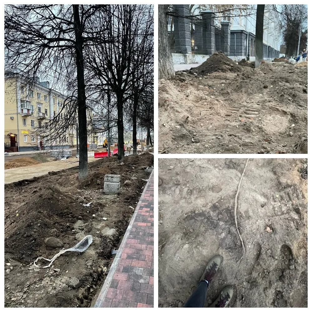 Пешеходная зона улицы Советской в Ярославле может лишиться зеленой аллеи