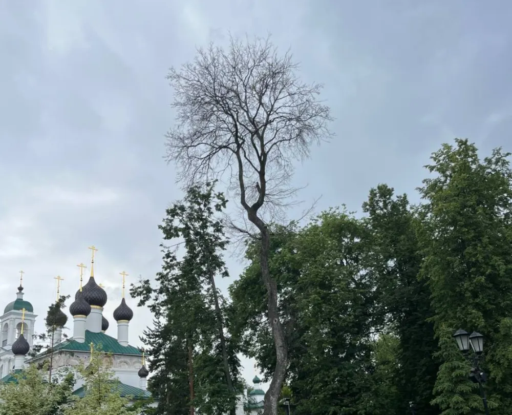 Ярославцы рассказали об опасном дереве в центральном сквере