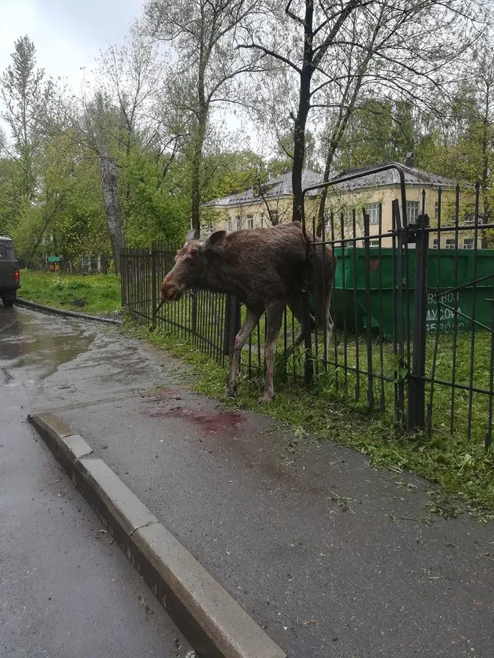 В Ярославле очередной лось повис на заборе