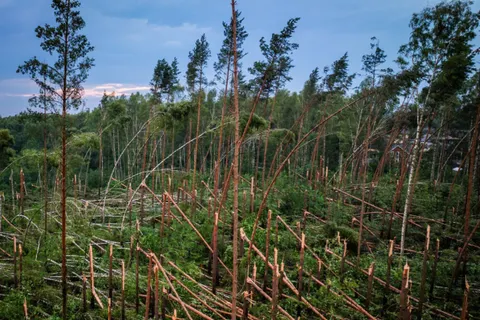 Ураган уничтожил тысячи деревьев в Лесных Полянах под Ярославлем
