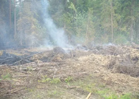 В Угличском районе горит лес