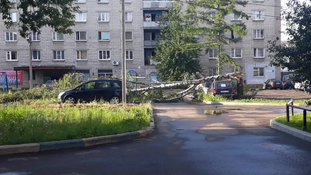 В Ярославле ураганный ветер повалил несколько деревьев: фото