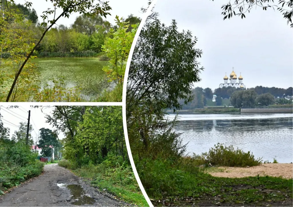 В Ярославле вырубят клены в пойме Которосли
