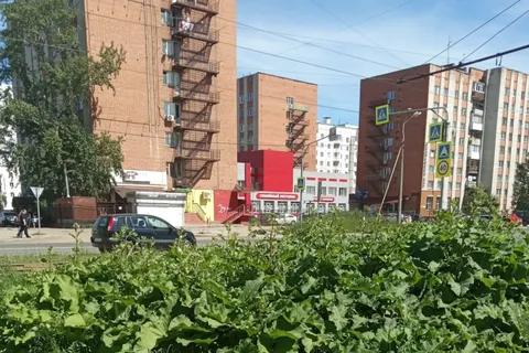 Мэрия Ярославля не успевает убирать мусор за брагинцами