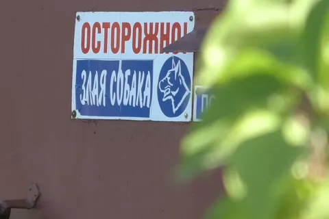 «Отец перенес операцию»: в Ярославле алабай покусал мужчину