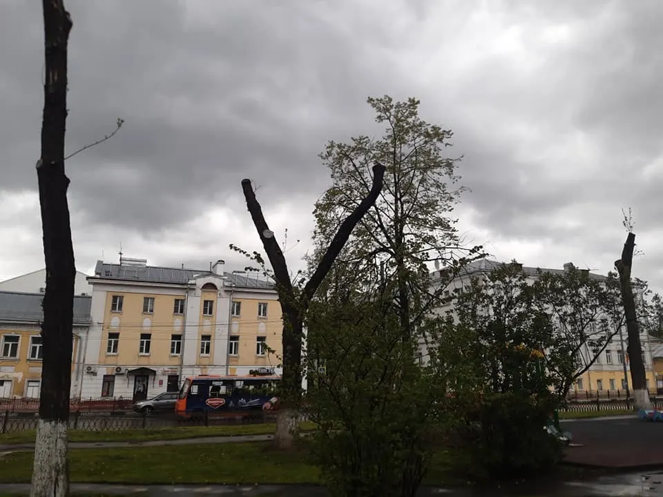 В центре Ярославля уродуют деревья