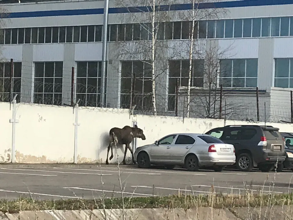 В Рыбинске лось-потеряшка забежал на территорию завода и заблудился