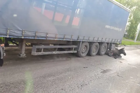 В Ярославле лось пришел к градостроительному колледжу