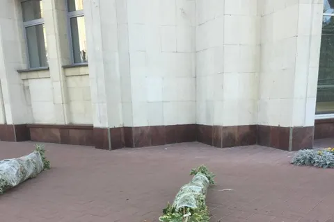 В Ярославле вместо погибших лип сажают клены