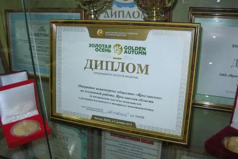 Племпредприятие «Ярославское» получило золотую медаль за развитие животноводства